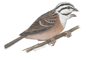 Emberizidae