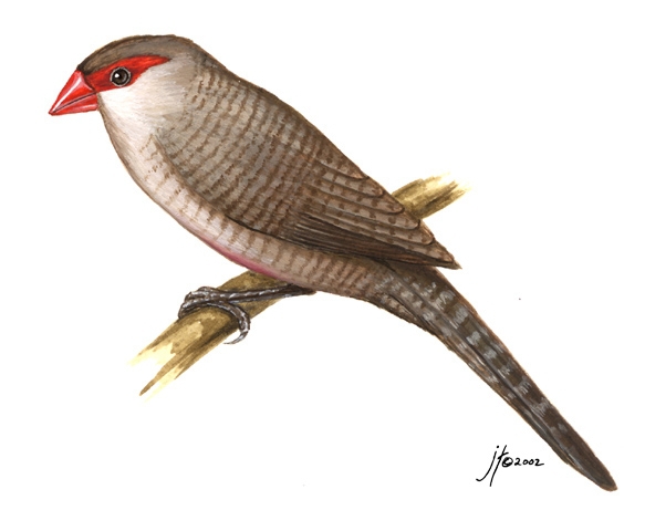 Deuterostomia