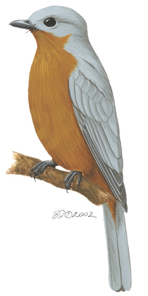 Deuterostomia