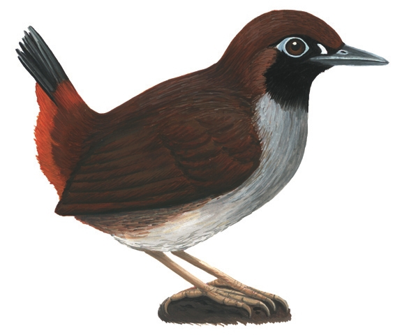 Deuterostomia