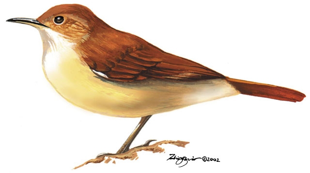 Furnarius rufus