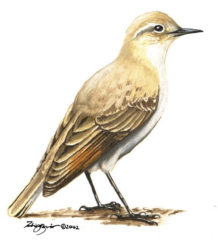 Furnariidae