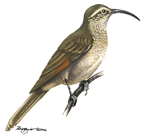 Furnariidae