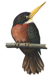 Galbulidae