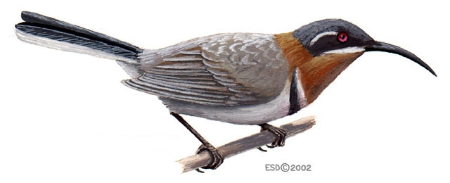 Meliphagidae