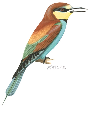 ADW: Merops apiaster: PICTURES