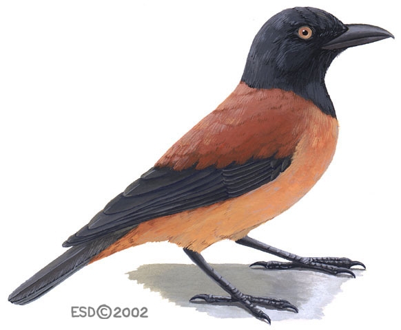 Pitohui kirhocephalus