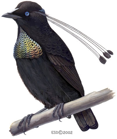 Parotia_lawesii_male