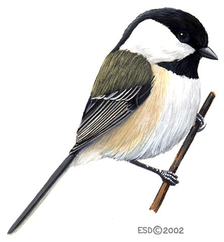 Parus atricapillus