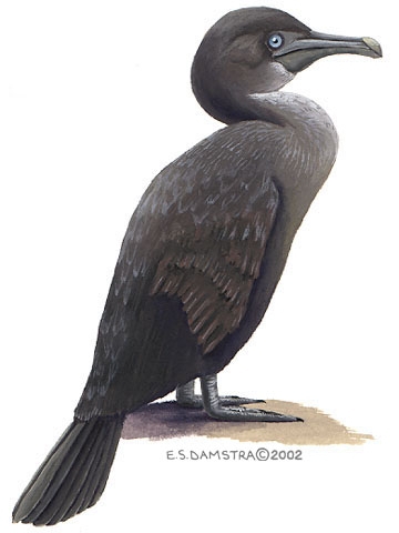 Phalacrocorax