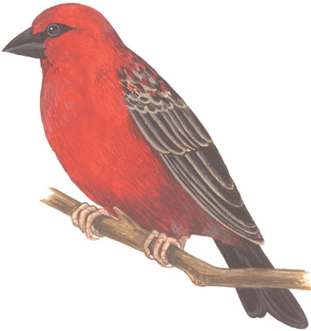 Foudia_madagascarienensis