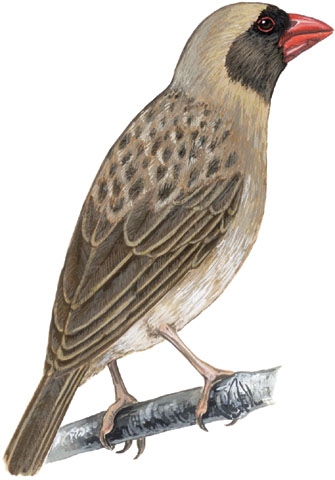 Deuterostomia