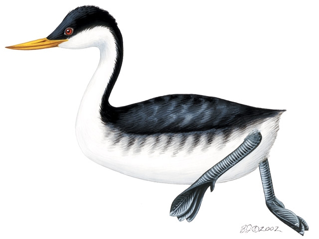 Podicipedidae