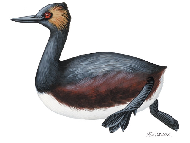 Podiceps_nigricollis