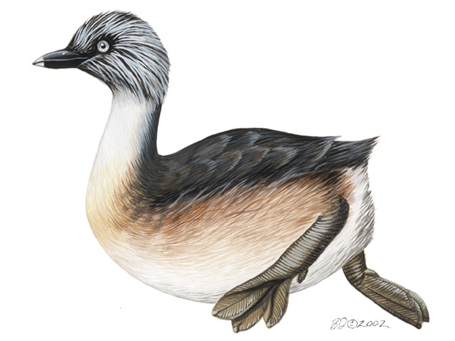 Deuterostomia