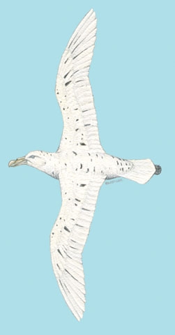 Procellariiformes