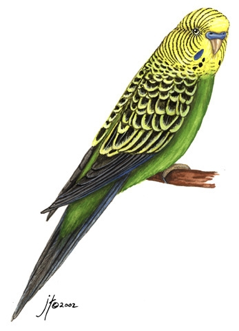 Deuterostomia