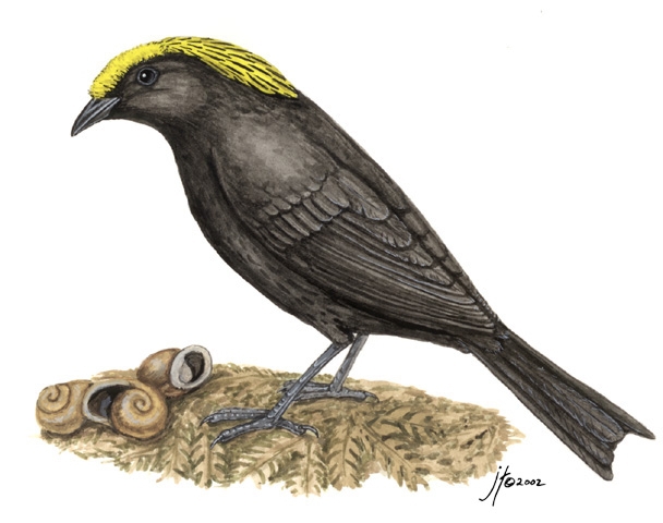 Archboldia papuensis