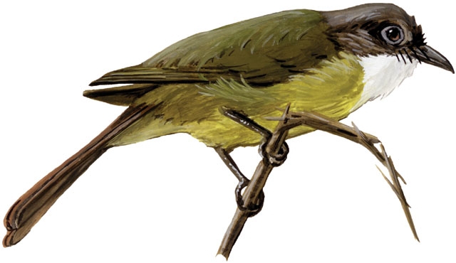 Pycnonotidae