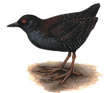 Laterallus_jamaicensis