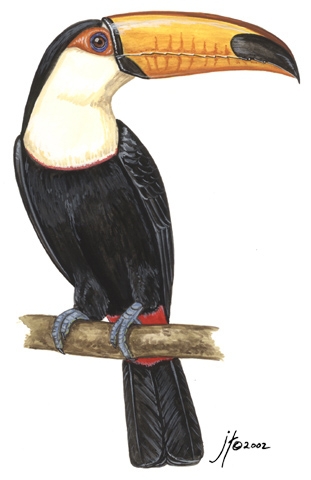 Ramphastos