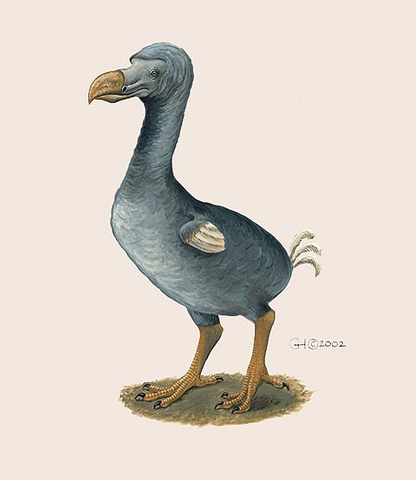 all about dodo birds