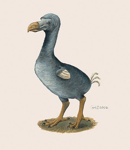 The Dodo Bird