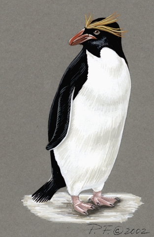 Macaroni Penguin, The Animal Facts