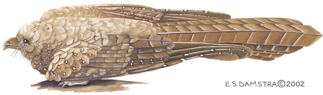 Deuterostomia