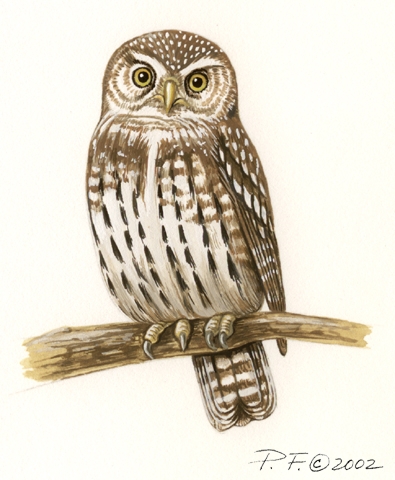 glaucidium_perlatum