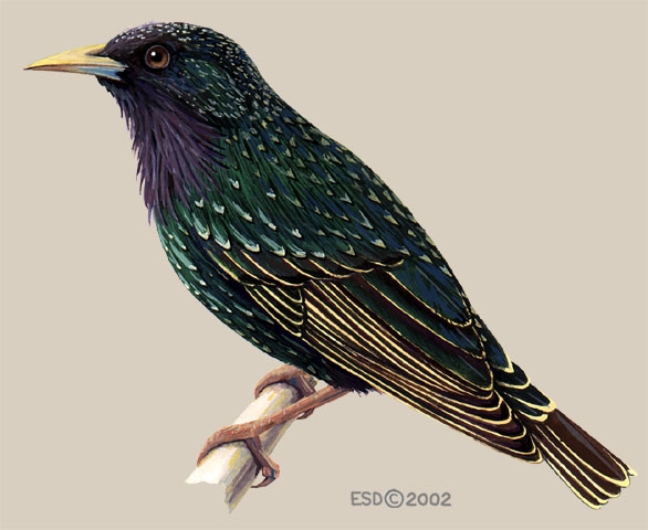 Sturnus_vulgaris_mal_spring