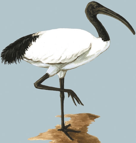Threskiornis aethiopicus