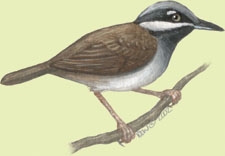 Deuterostomia