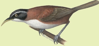 Deuterostomia