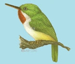 Deuterostomia