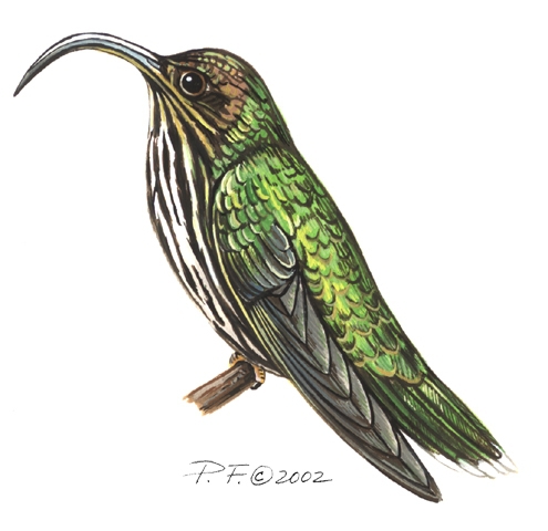 eutoxeres_aquila