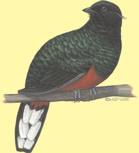 Trogoniformes