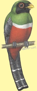 Trogonidae