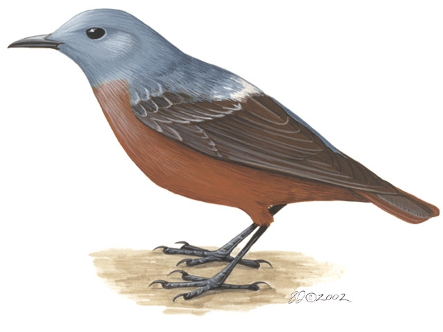 Muscicapidae