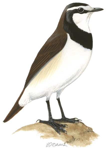 Muscicapidae