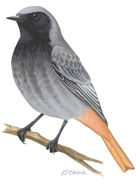 Phoenicurus