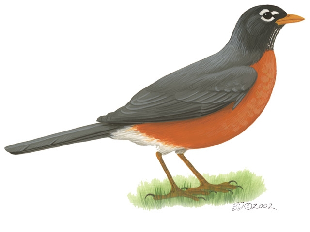 Turdus