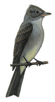 Tyrannidae