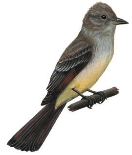 Deuterostomia