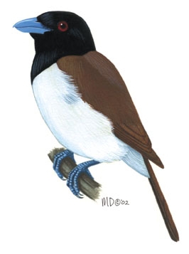 Deuterostomia