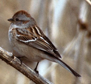 Spizella arborea