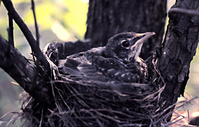 American Robin  Oklahoma Department of Wildlife Conservation