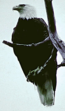 Haliaeetus leucocephalus