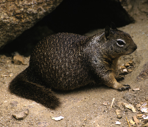 african pygmy squirrel