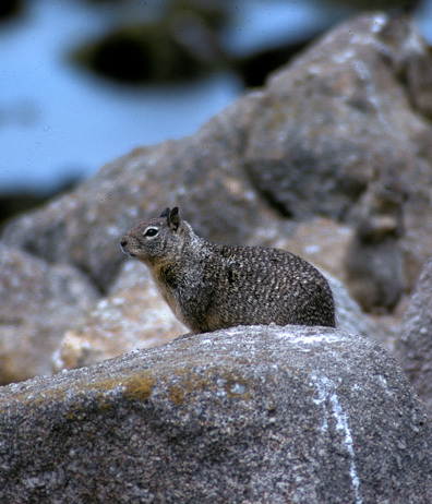 Sciuridae